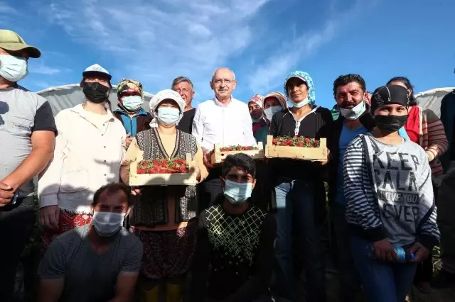 CHP Genel Başkanı Kılıçdaroğlu, Aydın'da çilek hasadına katıldı