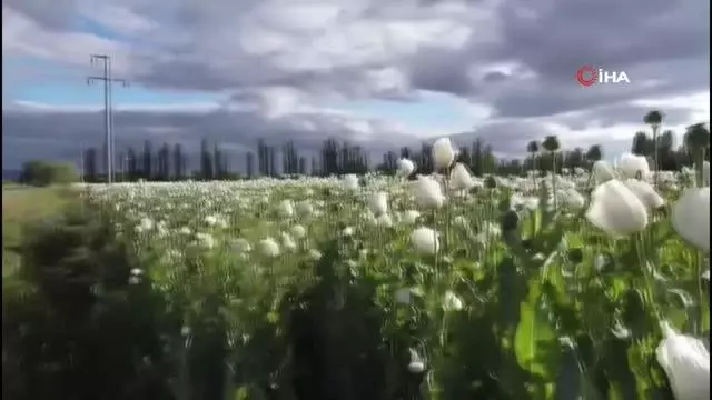 Çiçek açan haşhaşlar drone ile görüntülendi