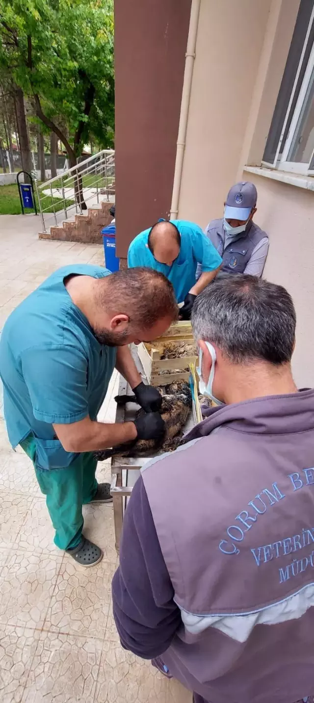 Çorum'da vatandaşların zift birikintisinden kurtardığı köpekler tedavi altına alındı Çorum'da vatandaşların zift birikintisinden kurtardığı köpekler tedavi altına alındı