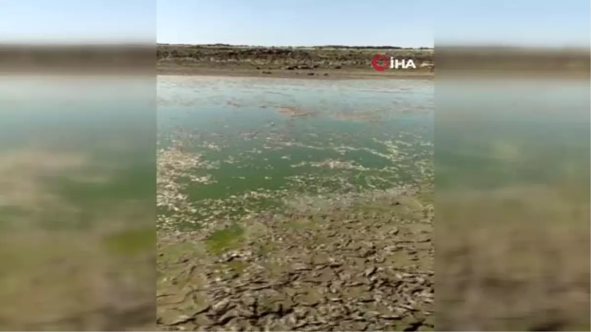 Diyarbakır'da göl kurudu binlerce balık telef oldu