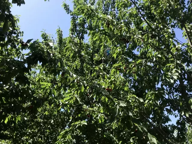 Doğu Anadolu'nun Çukurova'sında kiraz hasadı başladı Doğu Anadolu'nun Çukurova'sında kiraz hasadı başladı