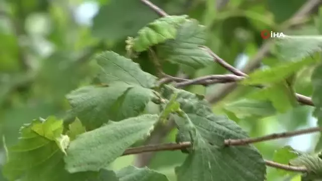 Dolu hasarı fındıkta rekolteyi etkileyebilir