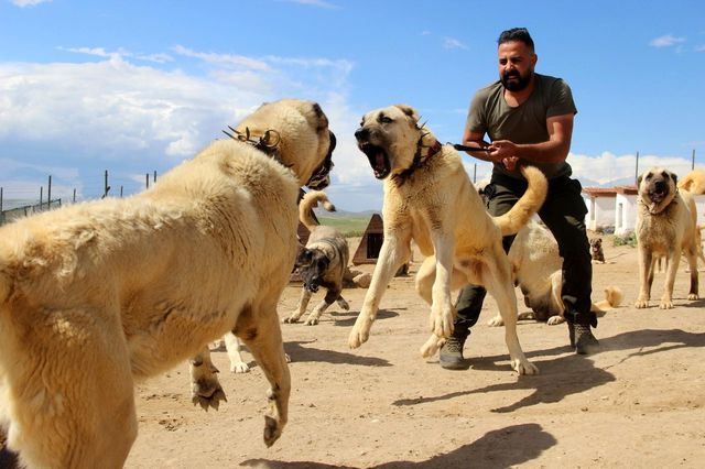 'Anadolu Aslanları' kangallar İzmir'deki cezaevlerini koruyacak