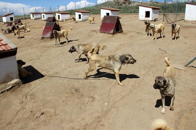 'Anadolu Aslanları' kangallar İzmir'deki cezaevlerini koruyacak