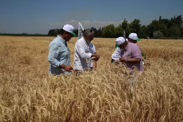 Hatay'da yerli buğdayda bereketli hasat