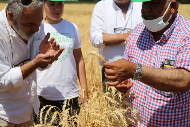 Hatay'da yerli buğdayda bereketli hasat