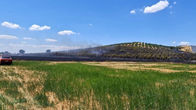 Son dakika haberleri! İzmir'de büyük arazi yangını: 40 dönüm arazi kül oldu