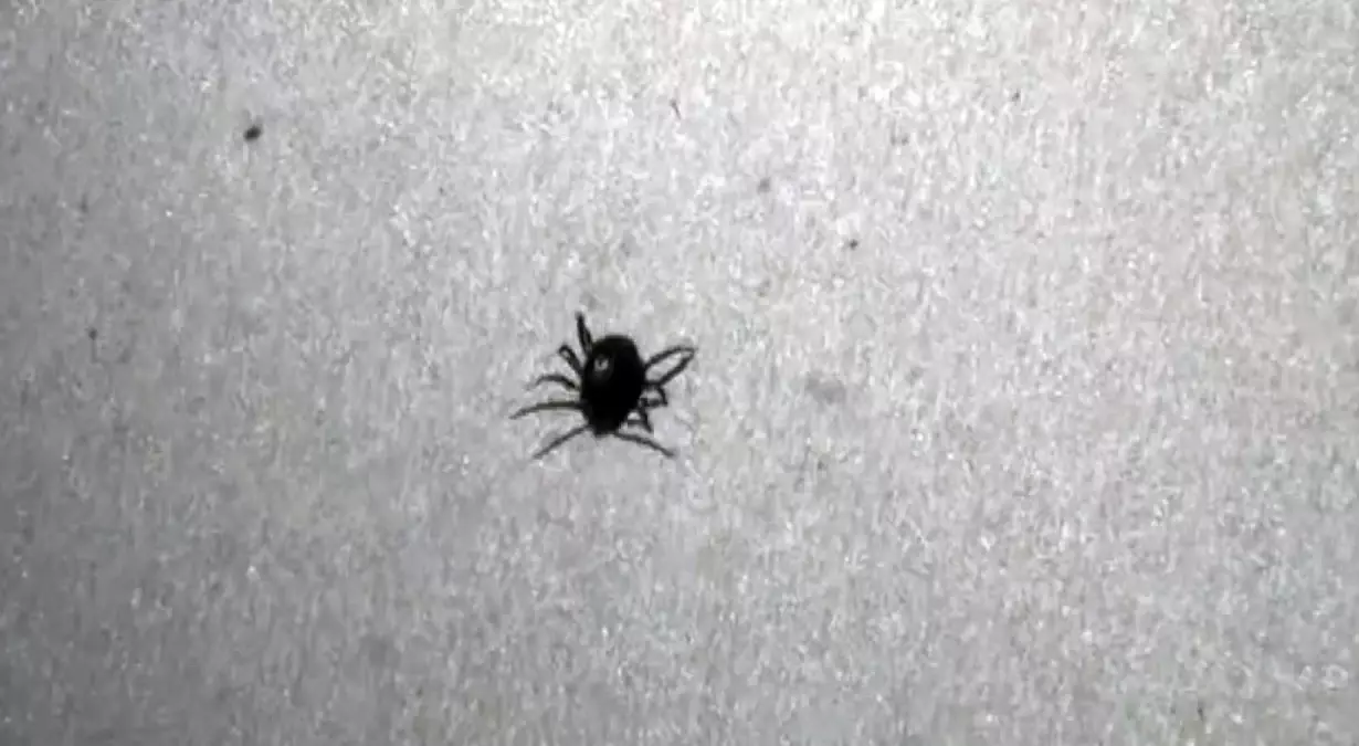 Kenenin neden olduğu ölümlere bir yenisi eklendi