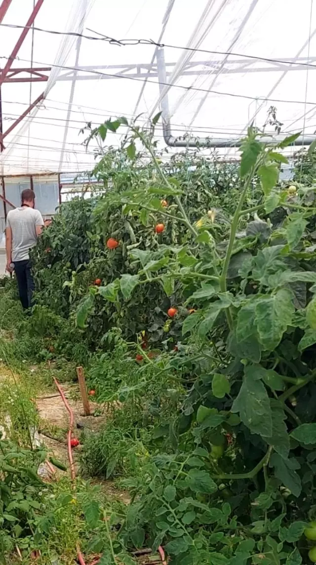 Kontrol için gittiği serada cansız bedeni bulundu Kontrol için gittiği serada cansız bedeni bulundu