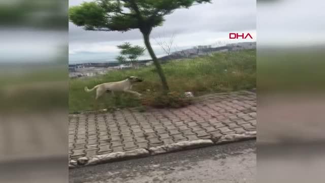 kopegin agzindan cantayi alip sahibine ulasti 3 14175351 o