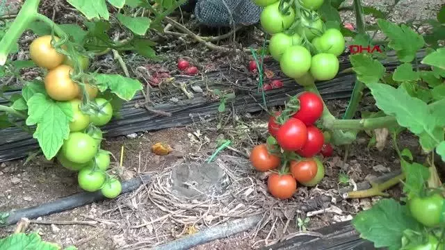 KUŞLAR SERAYA YUVA YAPTI KUŞLAR SERAYA YUVA YAPTI
