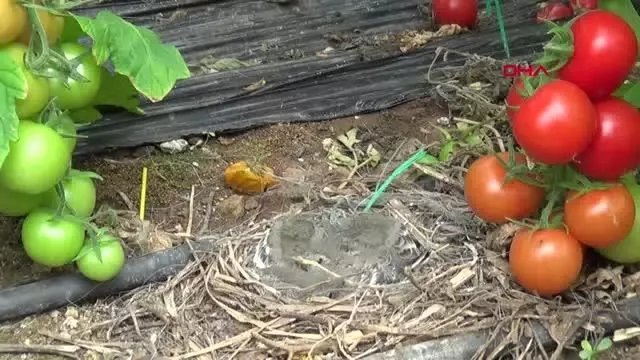 KUŞLAR SERAYA YUVA YAPTI KUŞLAR SERAYA YUVA YAPTI
