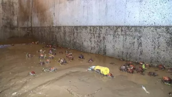 Mudanya'da sel sonrası temizlik çalışmaları sürüyor