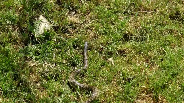 Son dakika haberi... AFYONKARAHİSAR - Okul bahçesindeki depoya giren yılanı itfaiyeciler çıkardı Son dakika haberi... AFYONKARAHİSAR - Okul bahçesindeki depoya giren yılanı itfaiyeciler çıkardı
