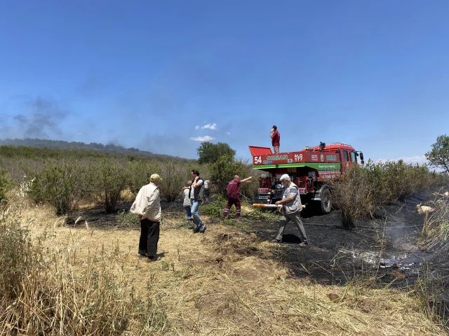 Tire'de nar ağaçları ile buğday tarlalarının bulunduğu alanda çıkan yangın söndürüldü