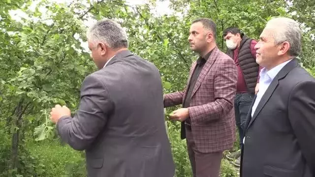 TZOB üyeleri dolu yağışının ardından fındık bahçelerinde inceleme yaptı