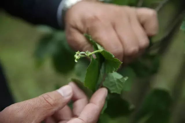 TZOB üyeleri dolu yağışının ardından fındık bahçelerinde inceleme yaptı