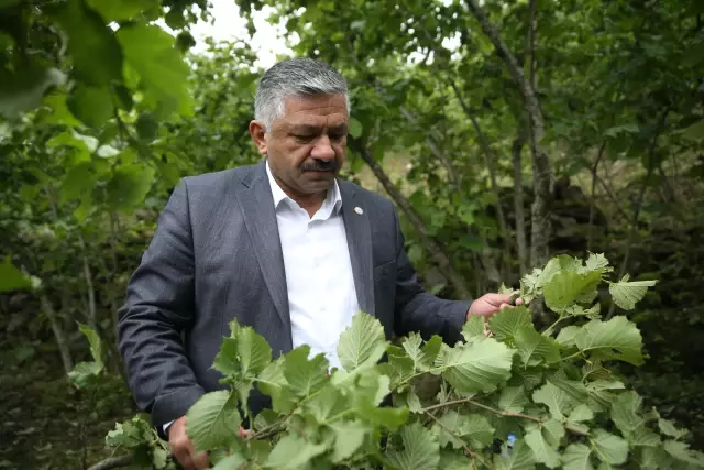 TZOB üyeleri dolu yağışının ardından fındık bahçelerinde inceleme yaptı