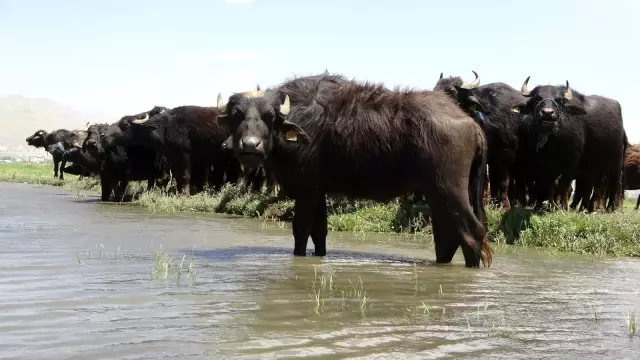 Yüksekova'da manda ve malak dağıtımı