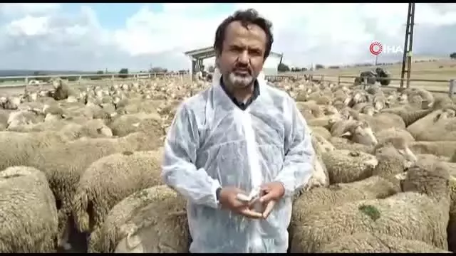 6 ihtiyaç sahibi aile koyun projesi ile köyüne döndü