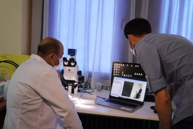 Newly discovered beneficial insect species in Anatolia will be named after Aziz Sancar Newly discovered beneficial insect species in Anatolia will be named after Aziz Sancar