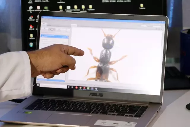 Newly discovered beneficial insect species in Anatolia will be named after Aziz Sancar Newly discovered beneficial insect species in Anatolia will be named after Aziz Sancar