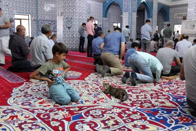 Camiye giren minik kedi çocukların maskotu oldu