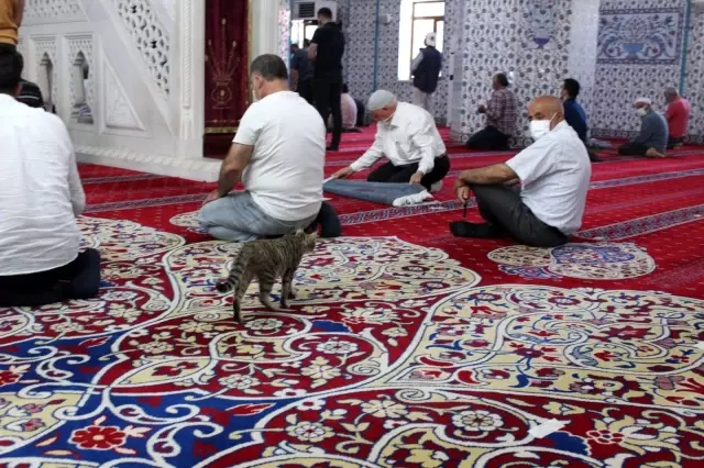 Camiye giren minik kedi çocukların maskotu oldu