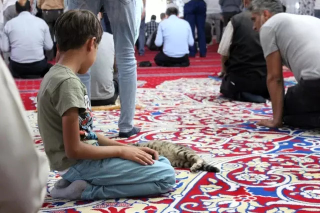 Camiye giren minik kedi çocukların maskotu oldu