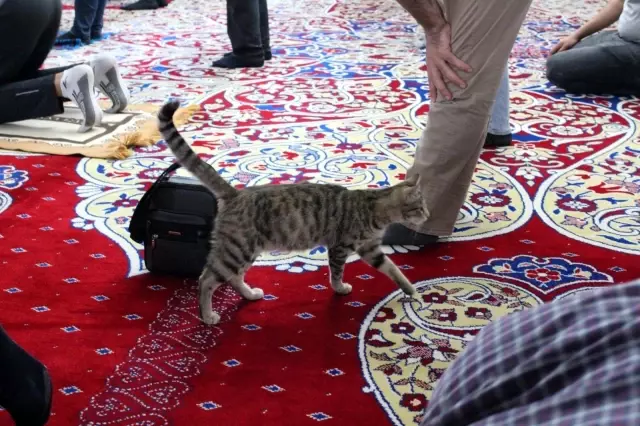 Camiye giren minik kedi çocukların maskotu oldu