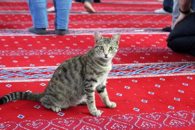 Camiye giren minik kedi çocukların maskotu oldu