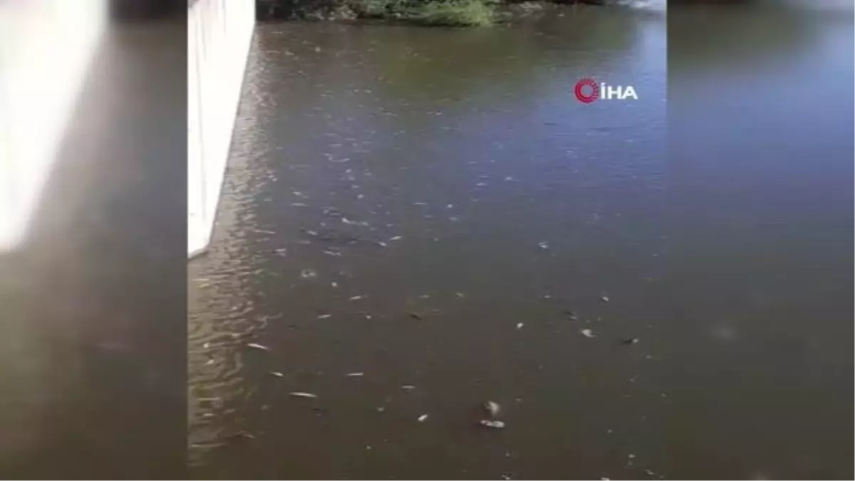 Ceyhan Nehri'nde oksijensiz kalan balıklar telef oldu