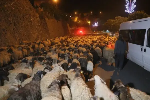 Hakkari-Van yolunda polis eskortluğunda 10 bin koyun geçişi