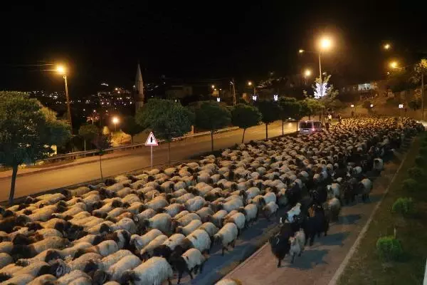 Hakkari-Van yolunda polis eskortluğunda 10 bin koyun geçişi