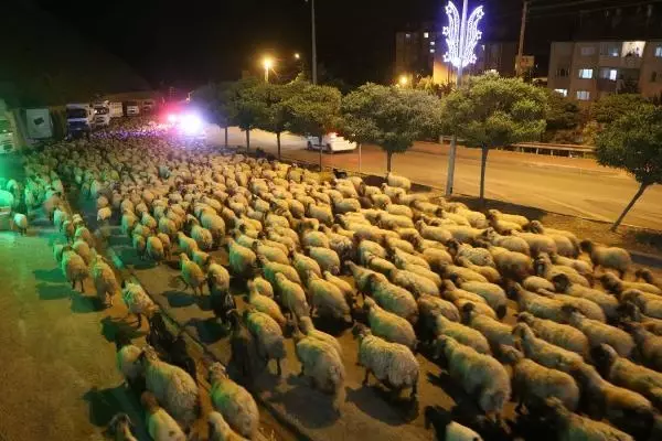 Hakkari-Van yolunda polis eskortluğunda 10 bin koyun geçişi