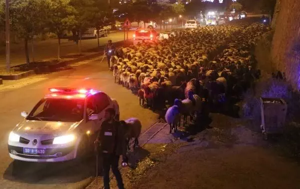 Hakkari-Van yolunda polis eskortluğunda 10 bin koyun geçişi