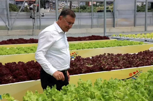 Hatay Büyükşehir topraksız tarımdan ilk ürünlerini hasat etti