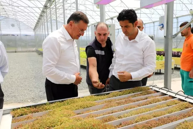 Hatay Büyükşehir topraksız tarımdan ilk ürünlerini hasat etti