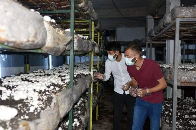 Hobi olarak başladığı kültür mantarı yetiştiriciliğinde siparişlere yetişemiyor