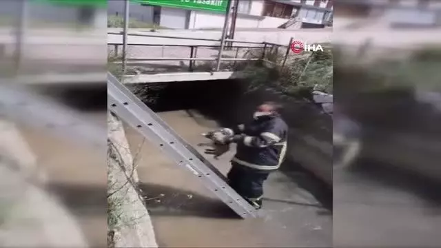 Son dakika haberi | Irmakta boğulmak üzere olan yavru köpeği itfaiye kurtardı Son dakika haberi | Irmakta boğulmak üzere olan yavru köpeği itfaiye kurtardı