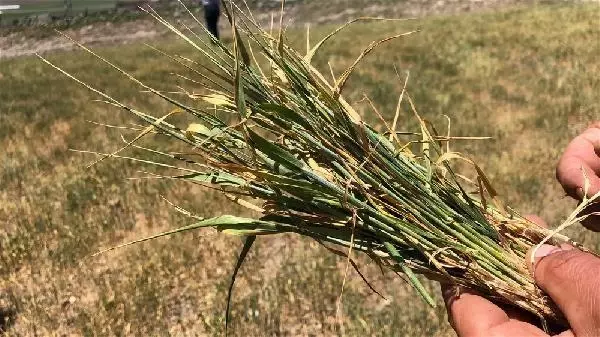 Kars'ta 517 camide yağmur duası