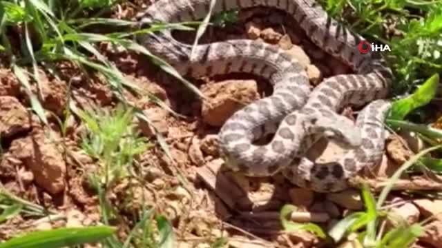 Tunceli'de yarı zehirli kocabaş yılanı görüntülendi Tunceli'de yarı zehirli kocabaş yılanı görüntülendi