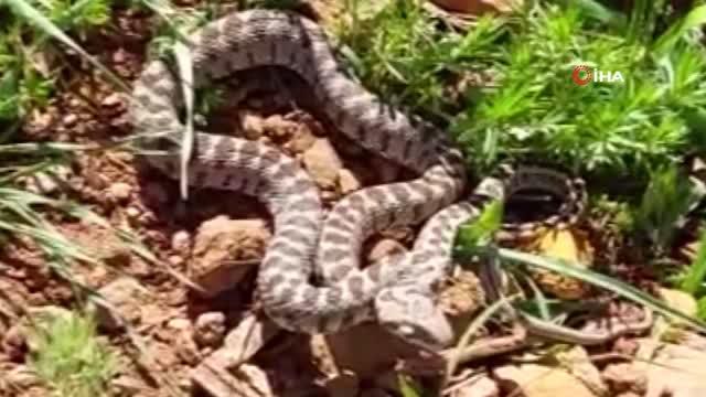 Tunceli'de yarı zehirli kocabaş yılanı görüntülendi Tunceli'de yarı zehirli kocabaş yılanı görüntülendi