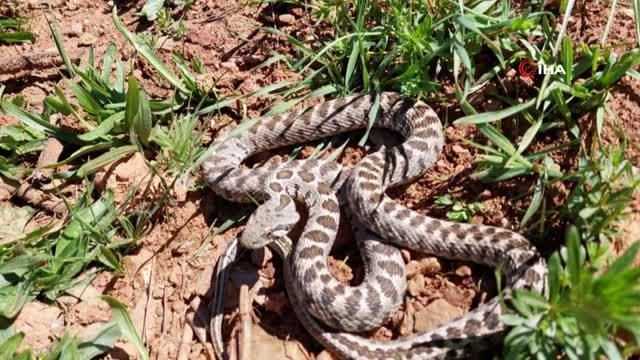 Tunceli'de yarı zehirli kocabaş yılanı görüntülendi Tunceli'de yarı zehirli kocabaş yılanı görüntülendi