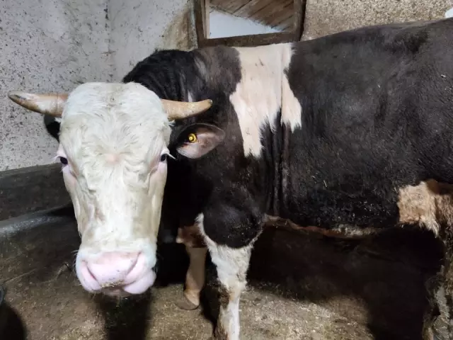 Vatandaşların değnekle kurban pazarlığı Vatandaşların değnekle kurban pazarlığı