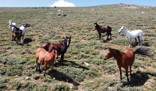 Yılkı atları, 2 bin 300 rakımlı yaylada dronla görüntülendi Yılkı atları, 2 bin 300 rakımlı yaylada dronla görüntülendi