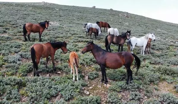 Yılkı atları, 2 bin 300 rakımlı yaylada dronla görüntülendi Yılkı atları, 2 bin 300 rakımlı yaylada dronla görüntülendi