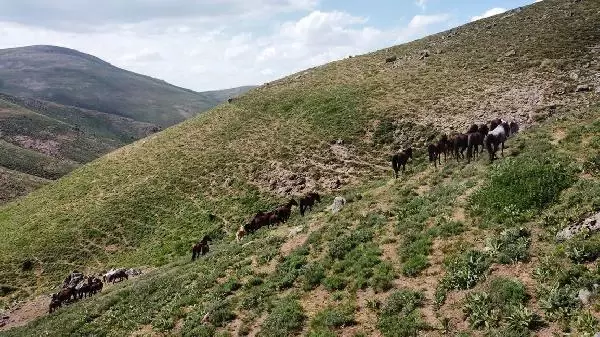 Yılkı atları, 2 bin 300 rakımlı yaylada dronla görüntülendi Yılkı atları, 2 bin 300 rakımlı yaylada dronla görüntülendi