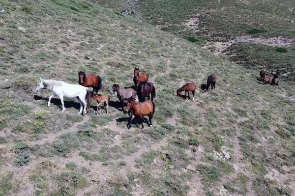 Yılkı atları, 2 bin 300 rakımlı yaylada dronla görüntülendi Yılkı atları, 2 bin 300 rakımlı yaylada dronla görüntülendi