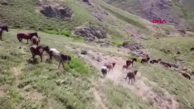 Yılkı atları, 2 bin 300 rakımlı yaylada dronla görüntülendi Yılkı atları, 2 bin 300 rakımlı yaylada dronla görüntülendi